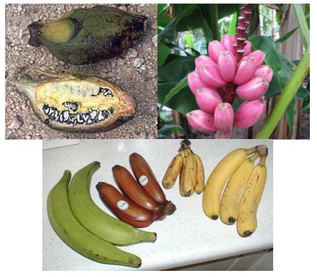 Pink Banana